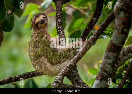 Brown throated tres vetado sloth imagen tomada en bosque lluvioso Panamas Foto de stock
