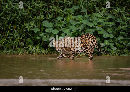 Un Jaguar en el agua, desde el norte de Pantanal, Brasil Foto de stock