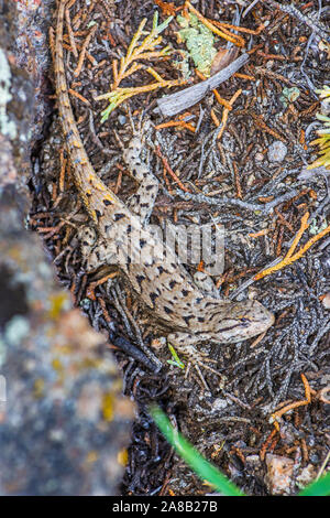 Plateau (lagarto Sceloporus undulatus) descansando sobre las agujas de pino, Gateway Mesa Espacio Abierto Parque Castle Rock, Colorado, EEUU. Foto de stock