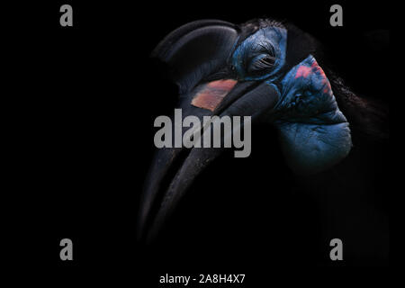 Tierra de Abisinia (Bucorvus abyssinicus bucero), una hermosa ave en la oscuridad Tierra de Abisinia (Bucorvus abyssinicus bucero), una hermosa ave en la oscuridad