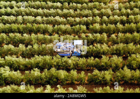 New Holland cosechadora de olivo está trabajando en un campo, imagen aérea.
