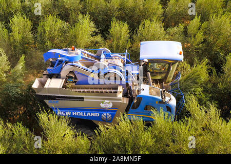 New Holland cosechadora de olivo en un campo de trabajo, vista aérea.