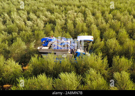 New Holland cosechadora de olivo en un campo de trabajo, vista aérea.