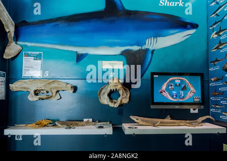 Pantalla de tiburón a Alborania Aula del Mar, Museo Marítimo en el puerto deportivo situado en el interior del Puerto de Málaga, Andalucía, España. Foto de stock