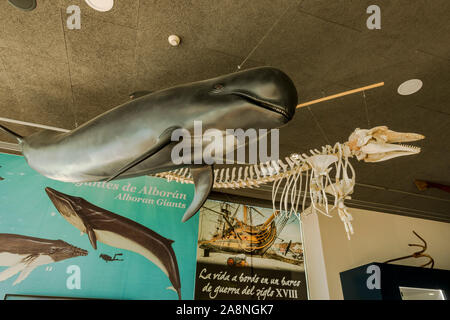 En la pantalla de la ballena en Alborania Aula del Mar, Museo Marítimo en el puerto deportivo situado en el interior del Puerto de Málaga, Andalucía, España. Foto de stock