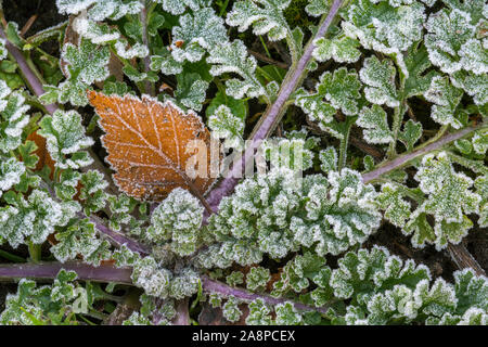 Caído plata abedul (Betula pendula) hoja en el suelo del bosque entre hojas verdes cubiertos de hoar frost / escarcha en otoño / otoño