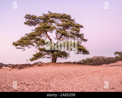 Pino solitario árbol, Pinus sylvestris, en las dunas de arena de landas al anochecer, Goois Reserva Natural, Países Bajos