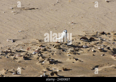 Pequeño pájaro chorlito de fachada blanca en la playa de arena (Charadrius marginatus) Foto de stock