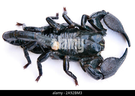 Schwarzer Skorpion, Heterometrus scaber,