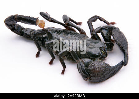 Schwarzer Skorpion, Heterometrus scaber,