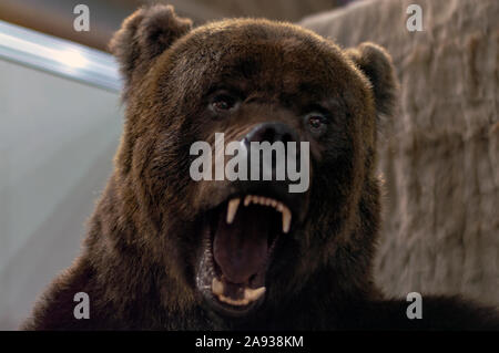 La cabeza de un oso pardo con sonrisa dientes. Taxidermia rellenas. Vista delantera. Foto de stock