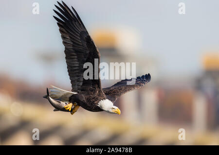 Adulto de águila volando con un sólo pescado capturado en sus garras, con  un dique en el fondo Conowingo Conowingo Dam Park, puerto de pescadores  depósito Fotografía de stock - Alamy