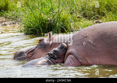 Hipopótamo y ternero (Hippopotamus amphibius) en el Canal de Kazinga, Parque Nacional Reina Isabel; Región Occidental, Uganda Foto de stock