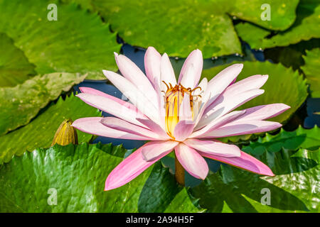 Lirio de agua (Nymphaeaceae) planta en flor en un estanque, Jardines Botánicos Bogor; Bogor, Java Occidental, Indonesia
