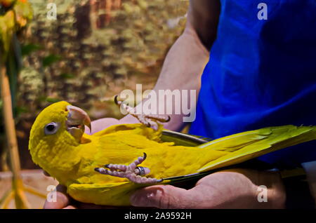 Curioso parrot o Psittaciformes mixto con plumas amarillas y verdes se encuentra en la mano del médico, Sofía, Bulgaria