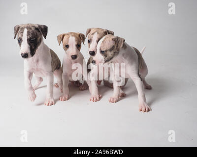 El grupo de cuatro cachorros de perro purebred whippets con 36 días de antigüedad atigrado y blanco