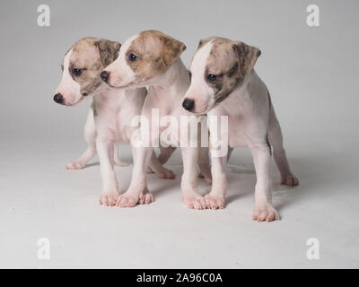 Tres cachorros de perro de raza Whippet con 36 días de antigüedad atigrado y blanco