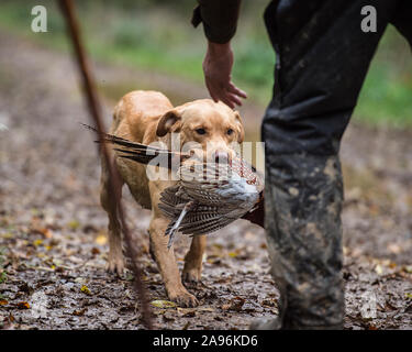 Perro Labrador Retriever amarillo llevando muerto faisán