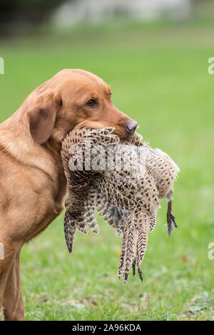 Perro Labrador Retriever amarillo llevando muerto faisán