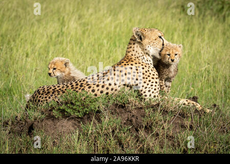 Cubs sentarse por la madre de termitero Foto de stock