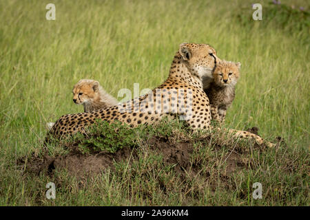 Cubs sentarse en termitero con madre Foto de stock