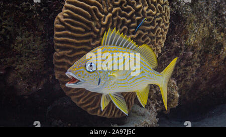 La damisela amarilla con boca abierta en arrecifes de coral Foto de stock