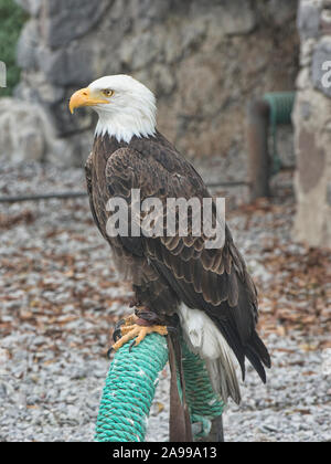Rescató el águila calva (Haliaeetus leucocephalus), el Parque Cóndor, Otavalo, Ecuador Foto de stock