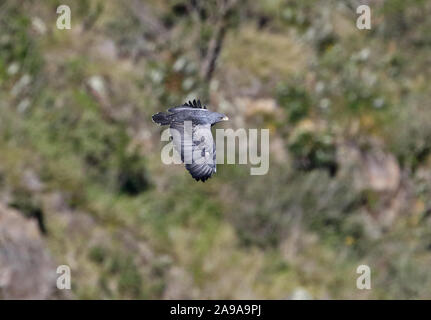 Negro-chested Buzzard eagle (Geranoaetus melanoleucus-australis) adulto en vuelo Andes, Ecuador Febrero Foto de stock