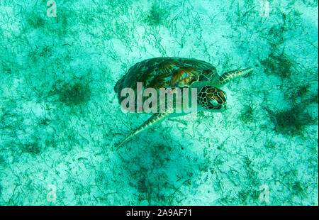 Subiendo por aire: tortuga verde (Chelonia mydas) nadando en mares someros, iluminadas por el sol del Caribe. Foto de stock