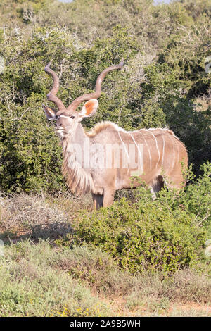 Kudu mayor (Tragelaphus strepsiceros) bull browsing, Parque Nacional de Elefantes Addo, Eastern Cape, Sudáfrica. Por la tarde, lateral, contacto ocular Foto de stock