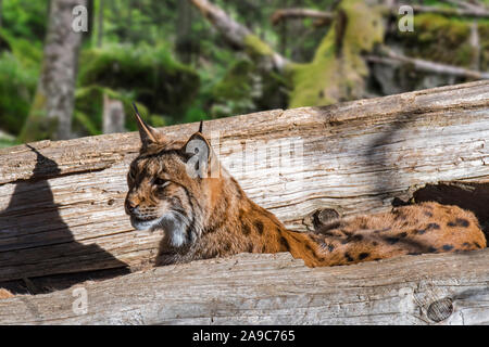 El lince eurásico (Lynx lynx) descansando en el hueco del tronco de un árbol caído en el bosque Foto de stock