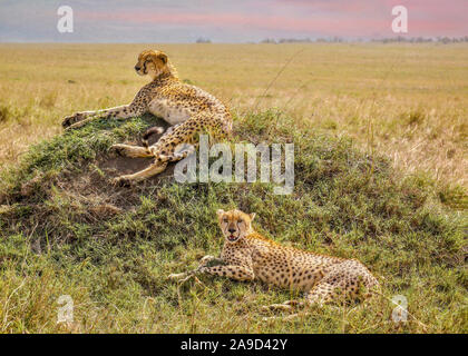 Dos hermanos guepardo relajándose en un montículo de hierba durante el día, en el Masai Mara, Kenya. Foto de stock