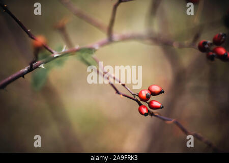Muchas bayas maduras rojas sobre una fina capa de ramas de árbol o arbusto en el bosque