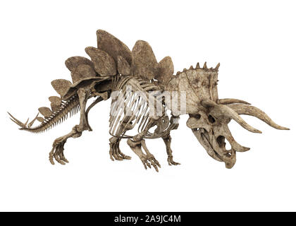 Esqueleto fósil de dinosaurio Stegoceratops aislado Foto de stock