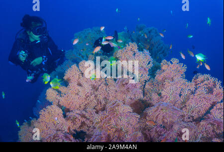 Una dama Scuba Diver, disfrutando de la belleza de corales blandos en el paraíso subacuático de Bali (Indonesia) Foto de stock