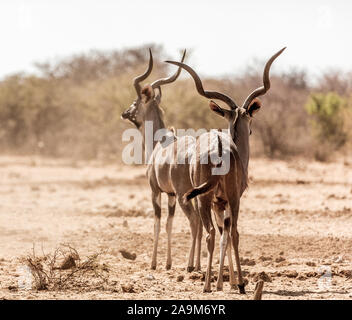 La vida silvestre en el Parque Nacional de Etosha, Namibia, África Foto de stock