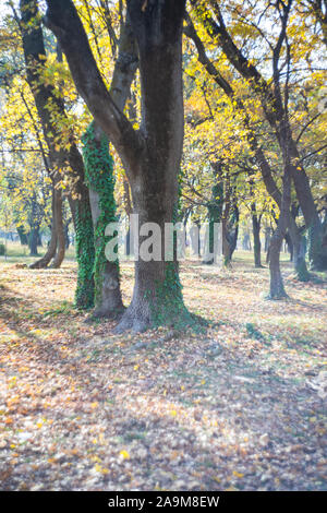 Parque que rodea el Chateau Mukhrani Palace en otoño, viaje en Georgia Foto de stock