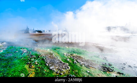 Limón verde algas Cyanidium prosperan en agua tibia que fluye de los géiseres en la cuenca de porcelana de Norris Geyser Basin en el Parque Nacional de Yellowstone