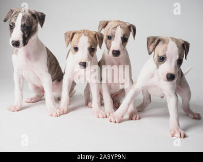 Cuatro Whippet cachorro con 36 días de antigüedad atigrado y blanco