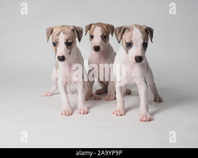 Tres Whippets cachorro con 36 días de antigüedad atigrado y blanco