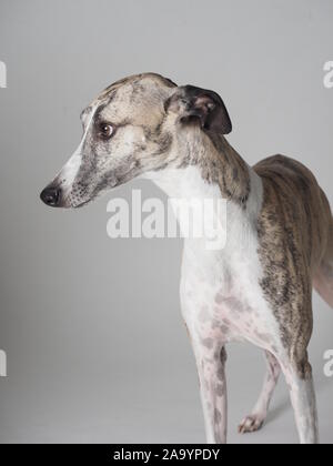 Retrato Whippet adulto perro purebred atigrado y blanco