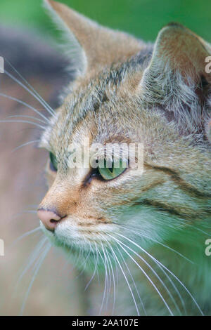 Junge Wildkatze (Felis sylvestris) / Young gatos salvajes (Felis sylvestris) Foto de stock