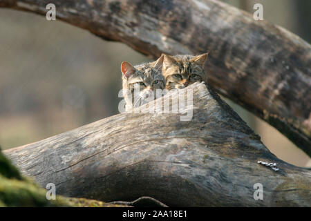 Zwei junge Wildkatzen (Felis sylvestris) / Dos jung gatos salvajes (Felis sylvestris) Foto de stock