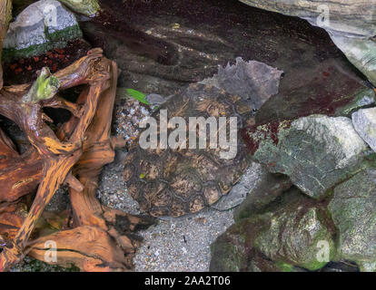 Un alto ángulo de toma, mostrando una tortuga mata mata en ambiente ribereño Foto de stock