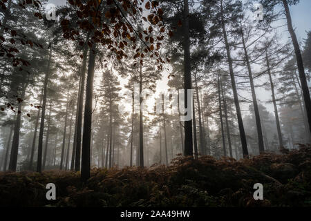 Beacon Woods en otoño mist, Penrith, Cumbria Foto de stock