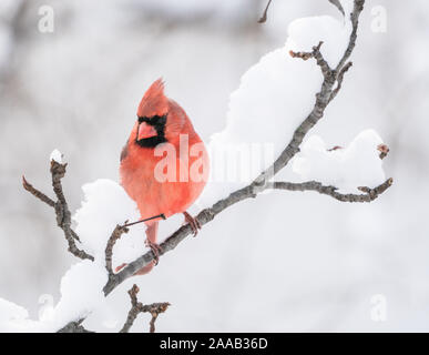 Macho rojo brillante cardenal posado en la rama cubierto de nieve. Foto de stock