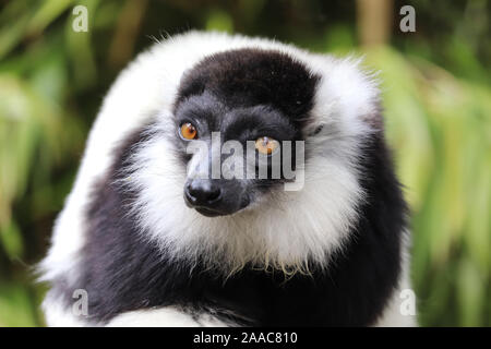 Macho Black & White Ruffed Lemur (Varecia variegata) Foto de stock