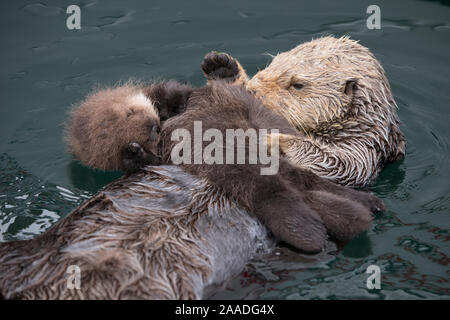 Una Nutria Marina A La Madre Y Al Bebe Durmiendo Mientras Flotantes Fotografia De Stock Alamy