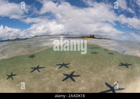 Nivel dividido - azul starfish (Linckia laevigata) diseminados en las poco profundas aguas de arenas blancas y un manglar cercano isla, Nukubati Island Resort, Provincia Macuata, Fiji, Pacífico Sur Foto de stock
