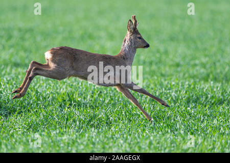 Junger Rehbock, Capreolus capreolus, flieht rennt seitlich,,, Foto de stock